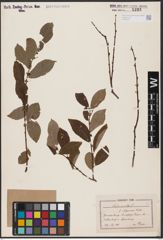 Foto von Salix aurita L.
